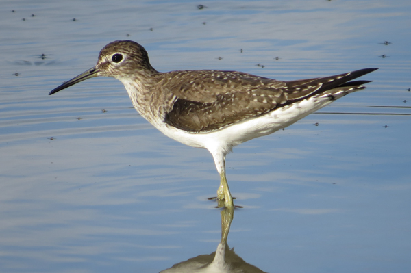 Solitary Sandpiper