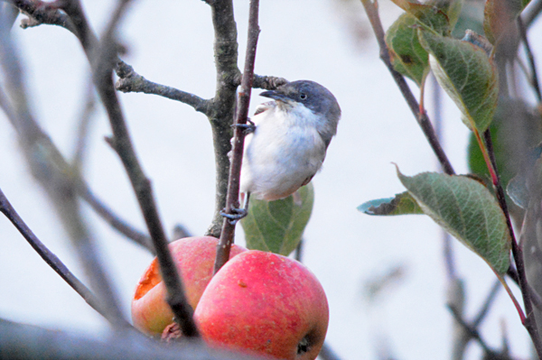 Orphean Warbler