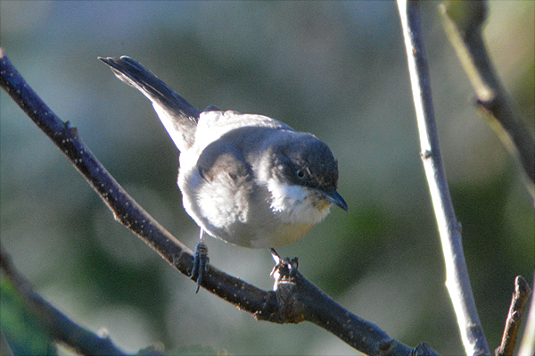 Orphean Warbler