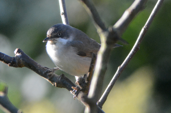 Orphean Warbler