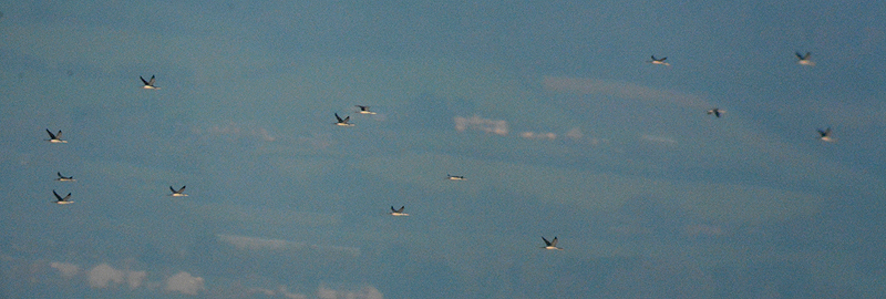 Red-throated Divers in flight