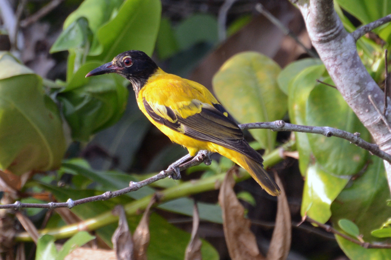 Black-hooded Oriole