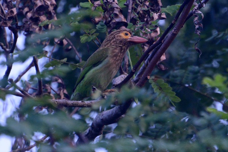 Brown-headed Barbet