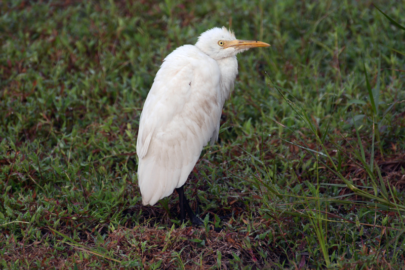 Cattle Egret