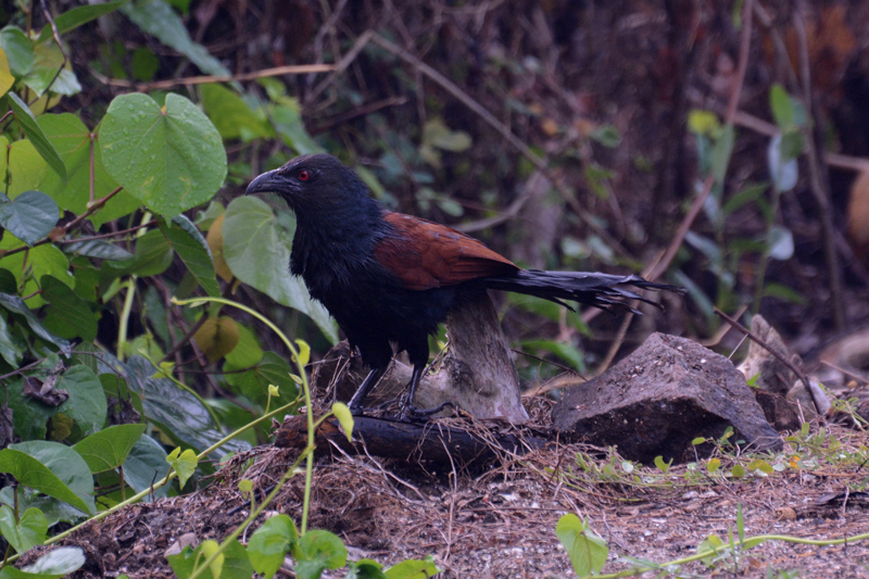 Greater Coucal