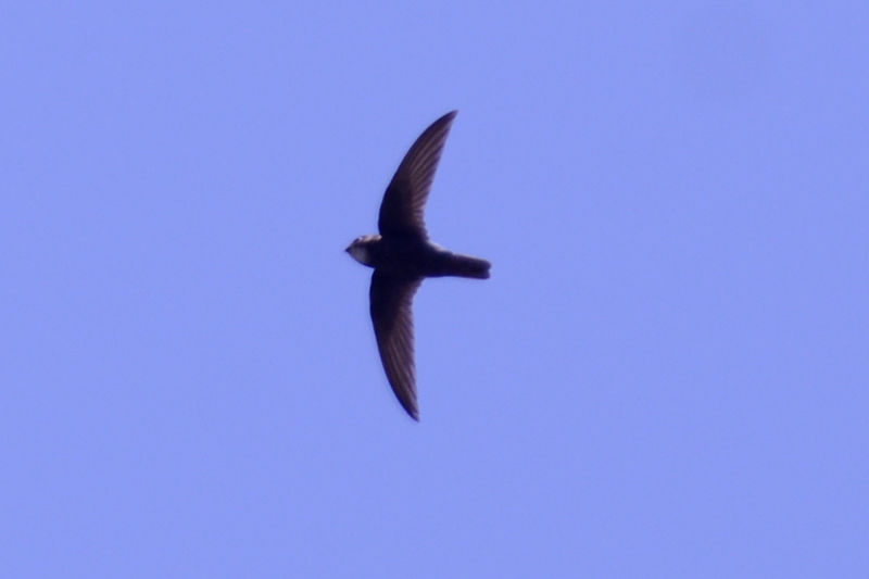 Little Swift