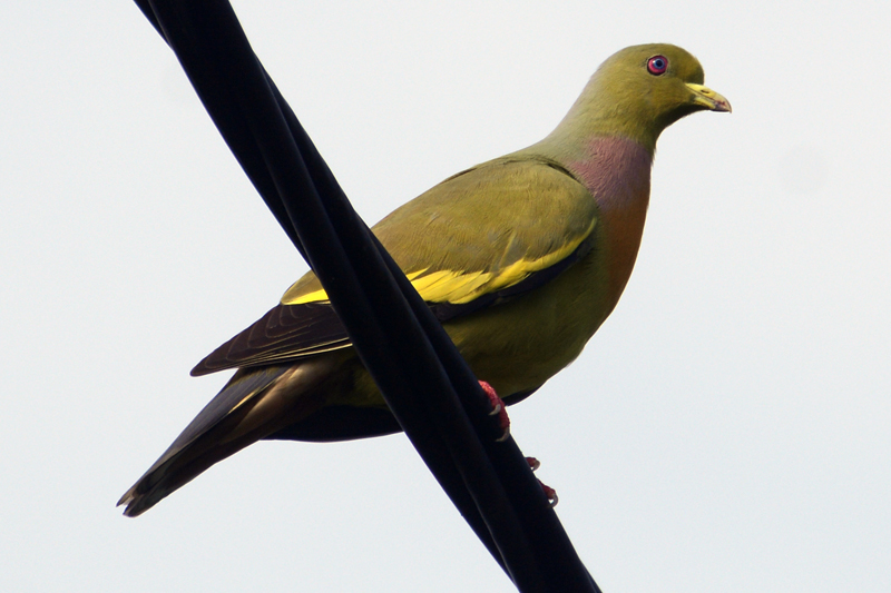 Orange-breasted Green Pigeon