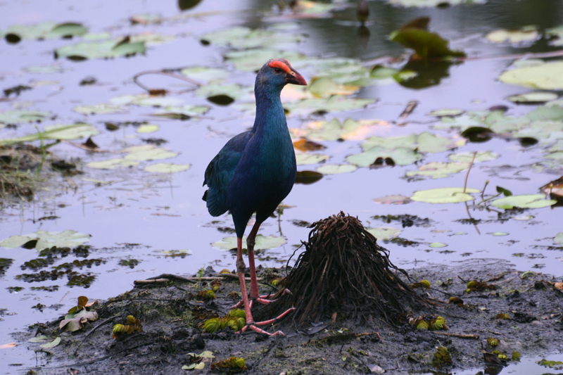 Purple Swamphen