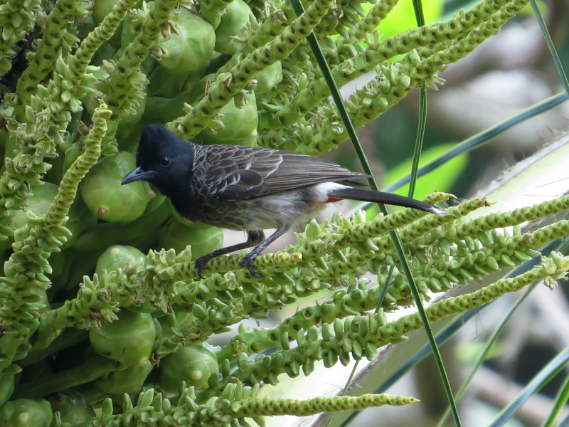 Red-vented Bulbul