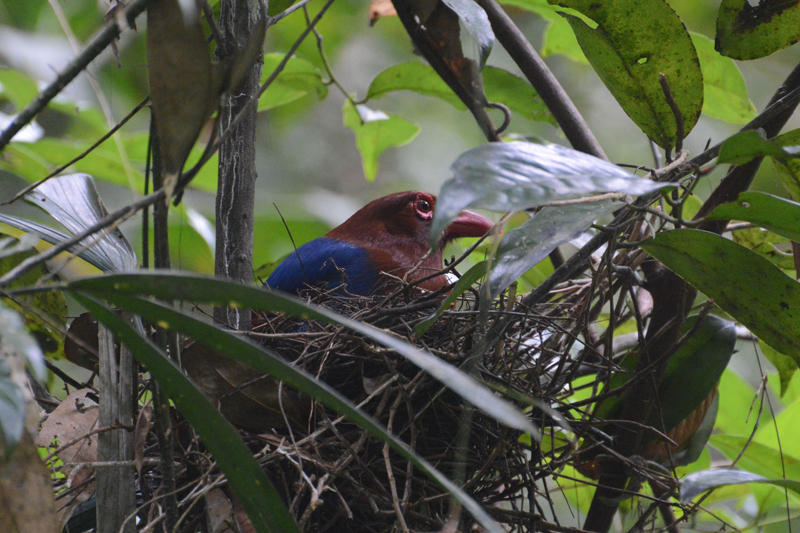 Sri Lanka Blue Magpie