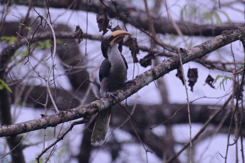 Sri Lanka Grey Hornbill