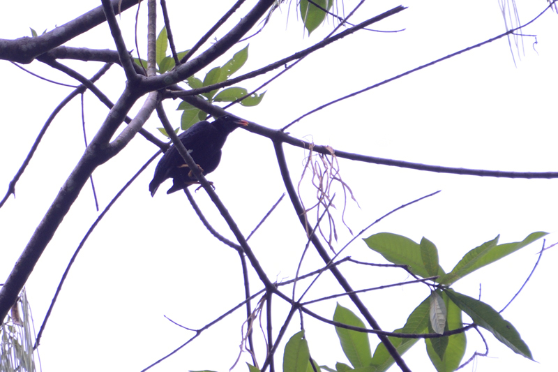 Sri Lanka Hill Myna