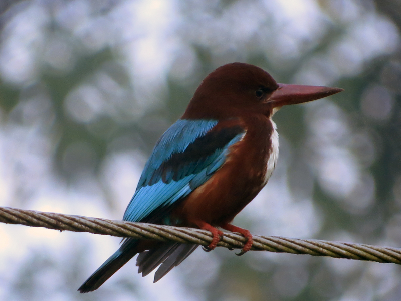 White-breasted Kingfisher