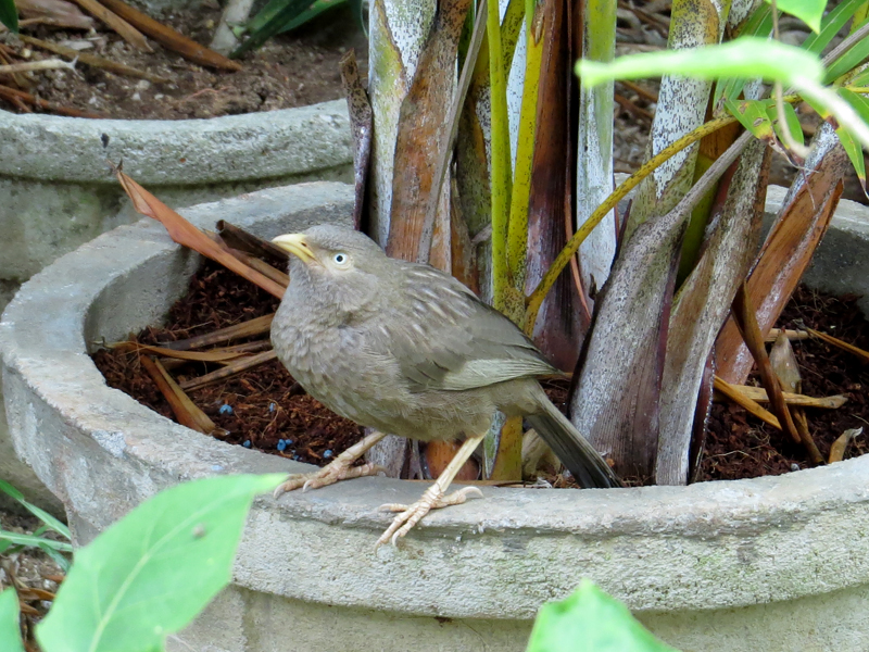 Yellow-billed Babbler 