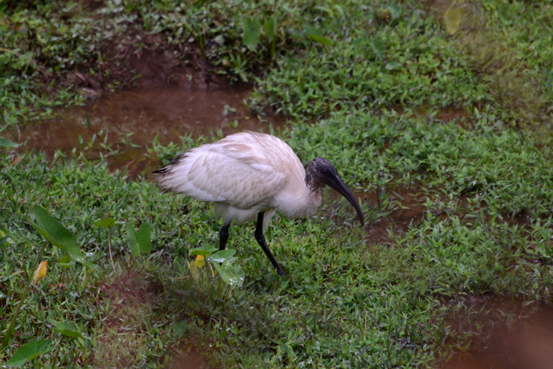 Black-headed Ibis