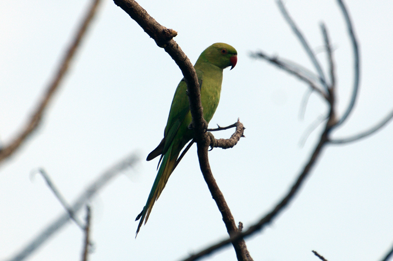 Rose-ringed Parakeet