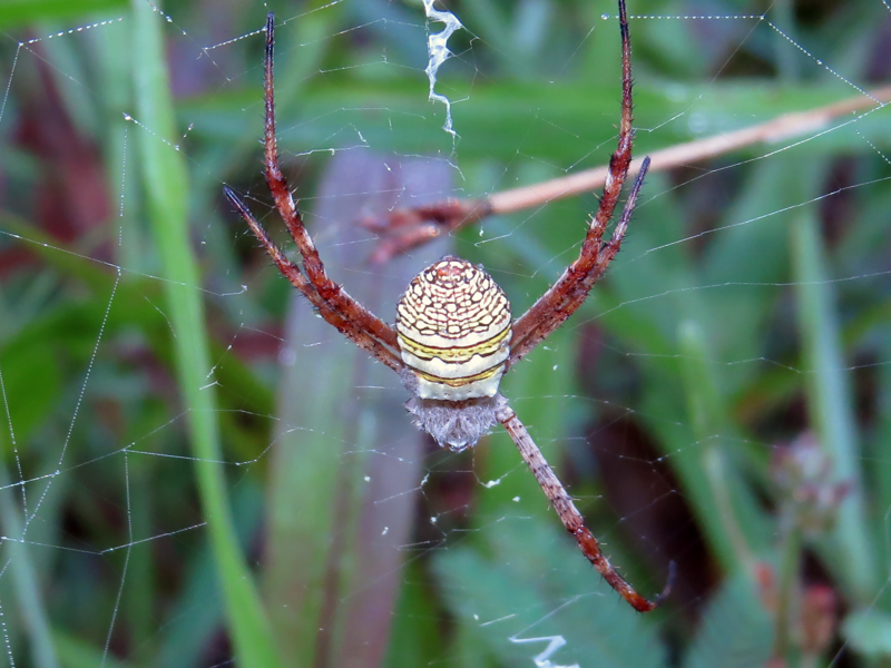 Oval Saint Andrew's Cross Spider Argiope aemula