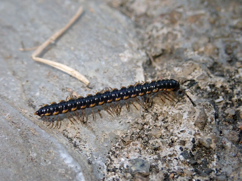 Long-flange Millipede Asiomorpha coarctata