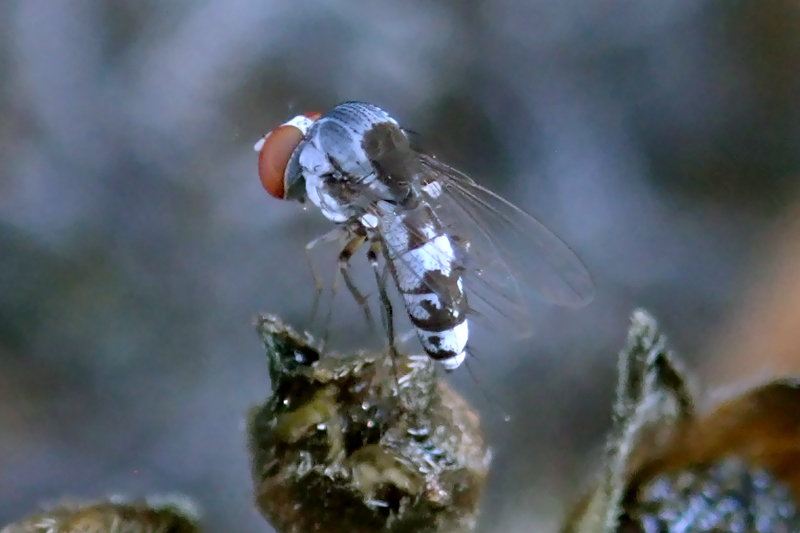 Axinota sp