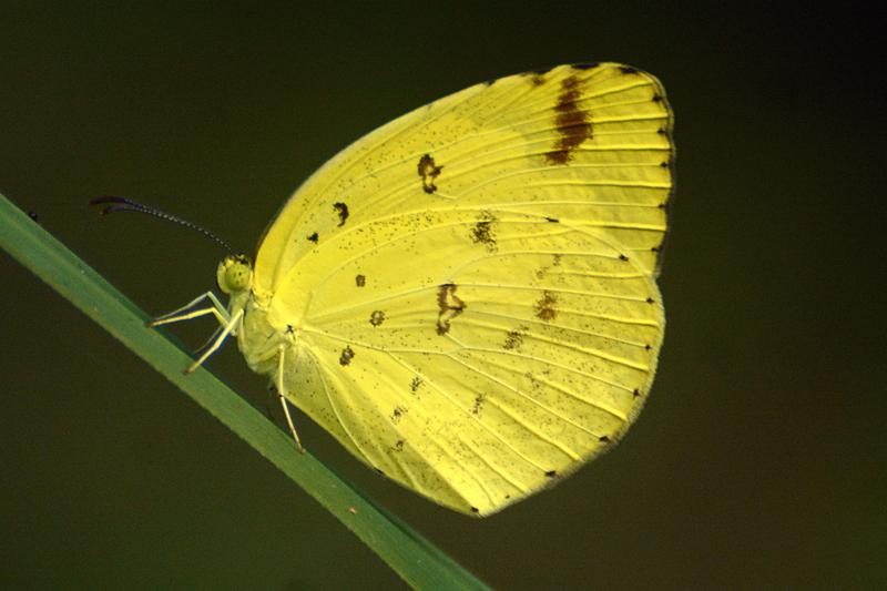 Common Grass Yellow Eurema hecabe