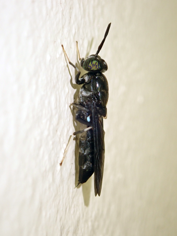 Black Soldier Fly Hermetia illucens