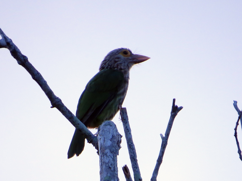 Lineated Barbet Psilopogon lineatus