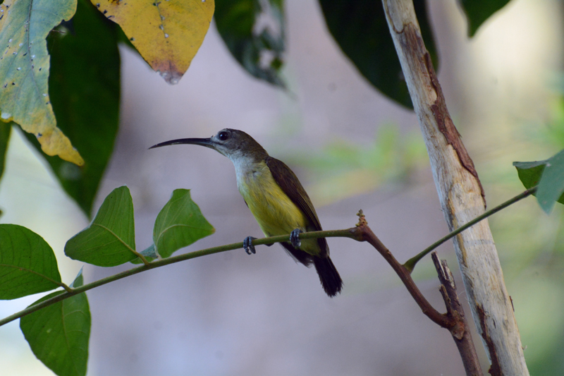 Little Spiderhunter Arachnothera longirostra