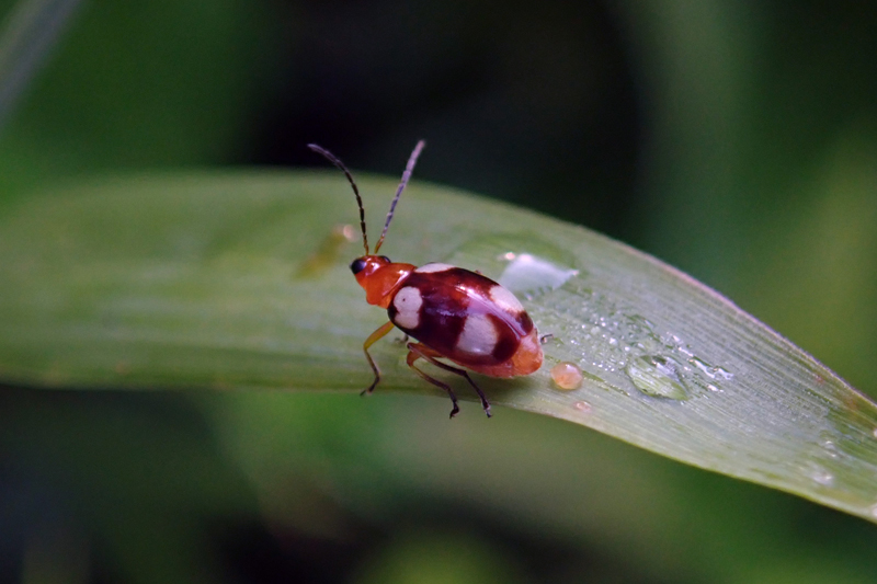 Monolepta signata