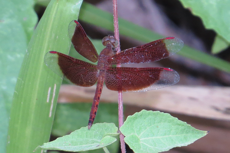 Common Parasol Neurothemis fluctuans