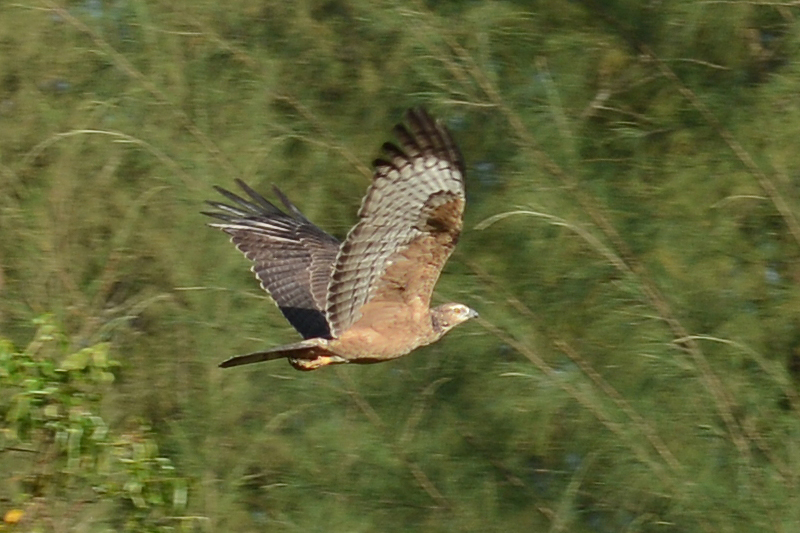 Oriental Honey-Buzzard Pernis ptilorhynchus