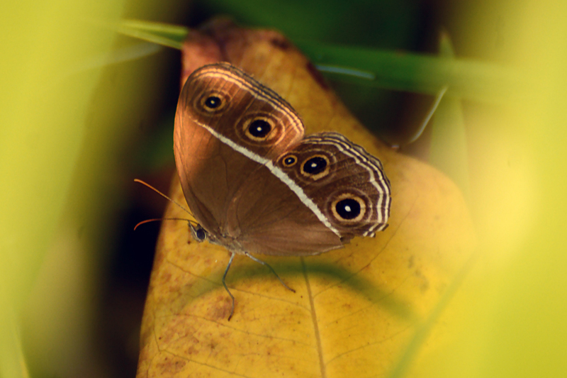 Smooth-eyed Bushbrown Orsotriaena medus