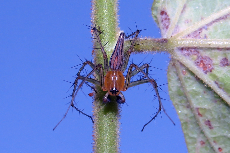 Oxyopes javanus