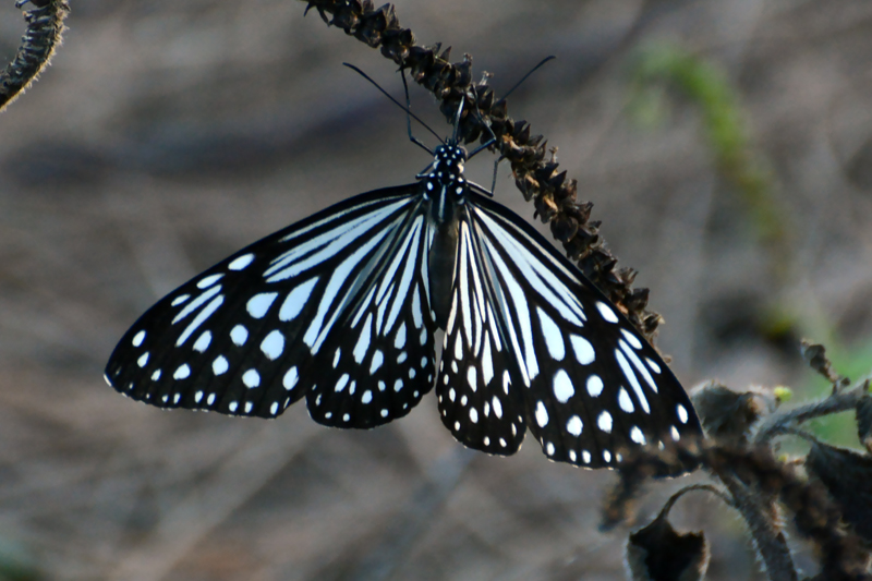 Glassy Tiger Parantica aglea