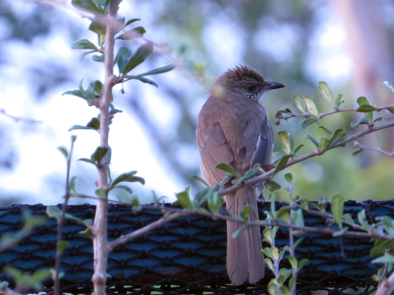 Streak-eared Bulbul Pycnonotus conradi