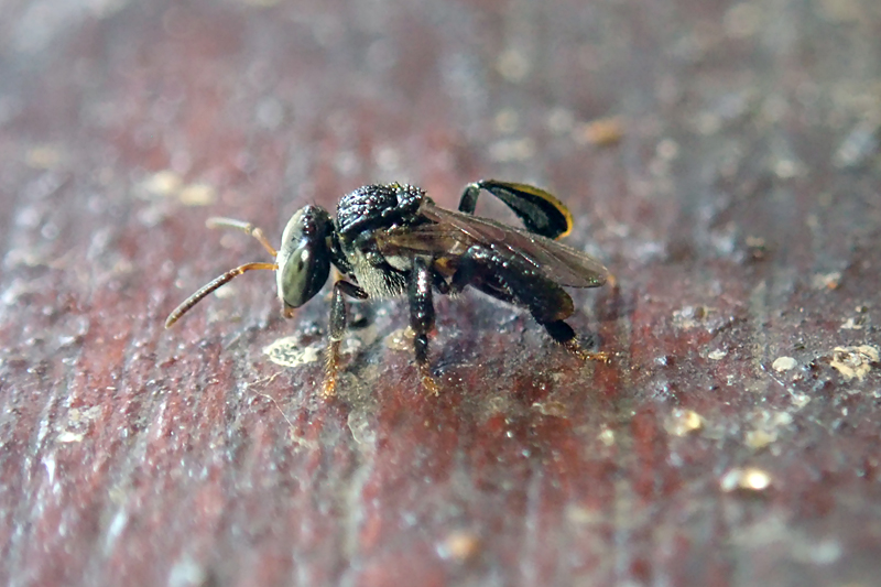 Tetragonula cf pegdani 