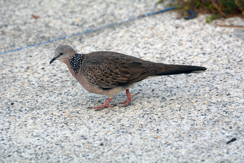 Spotted Dove Streptopelia chinensis