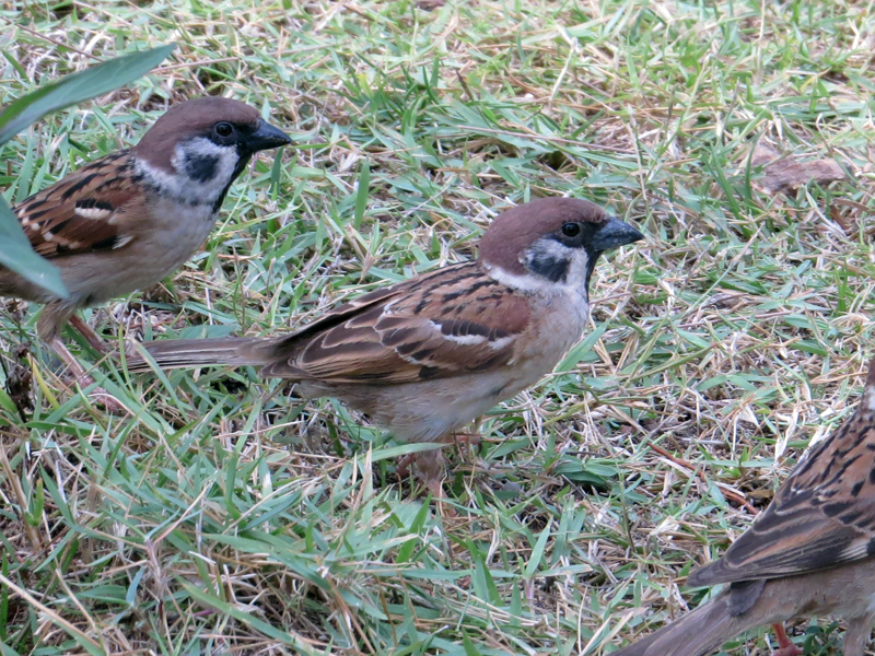 Eurasian Tree Sparrow Passer montanus