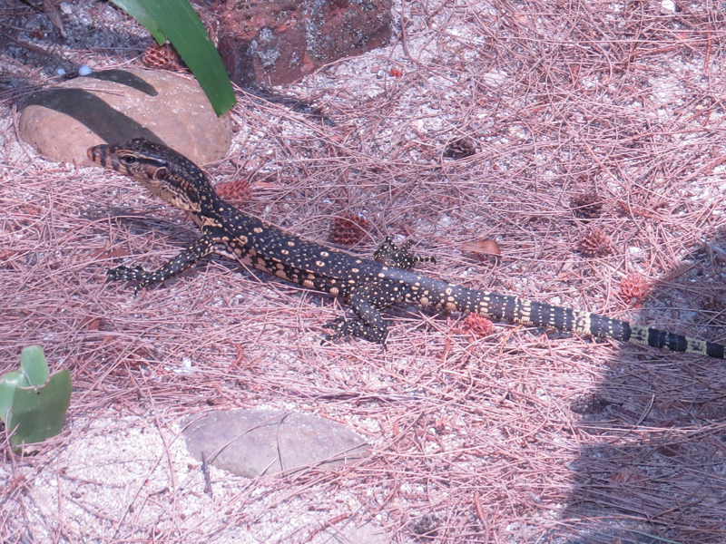 Southeast Asian Water Monitor Varanus salvator ssp. macromaculatus