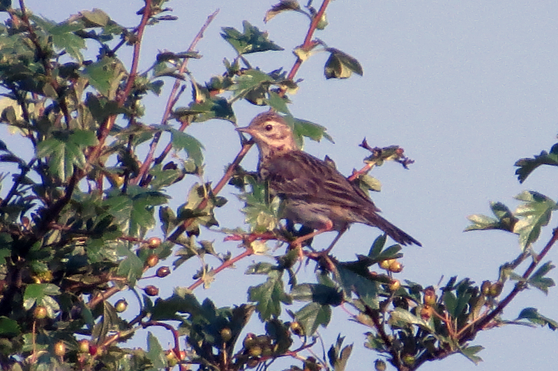 Tree Pipit 