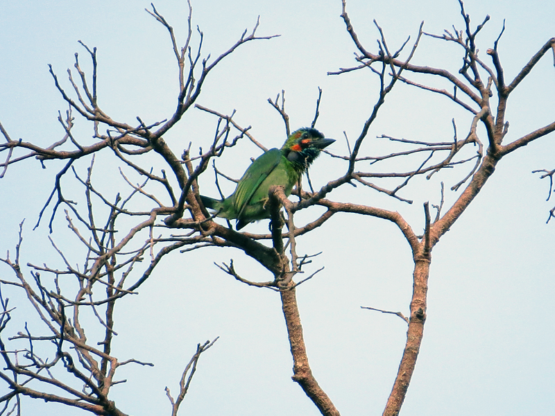 Blue-eared Barbet