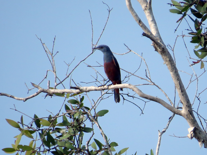 Blue Rock Thrush