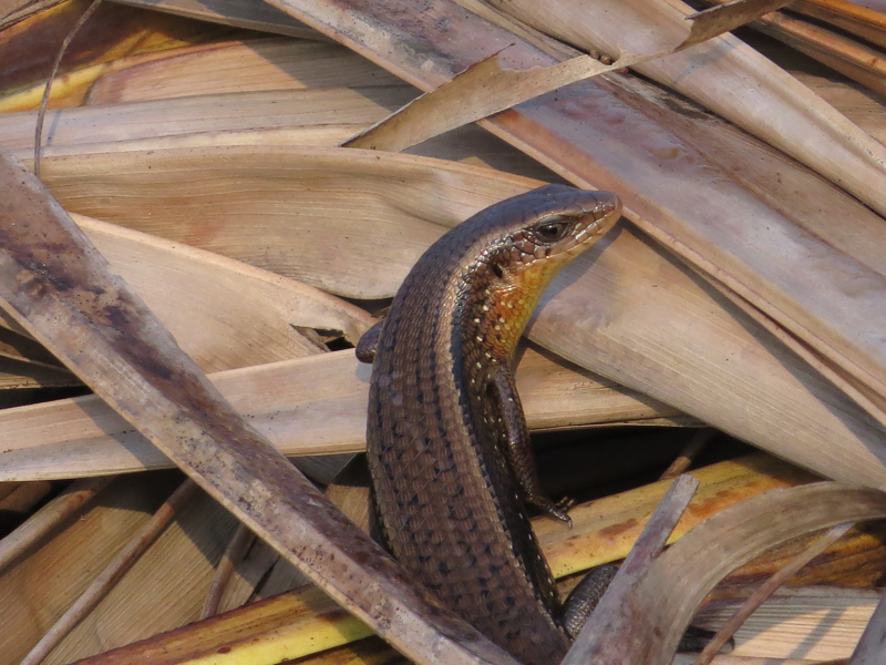 Bronze Grass Skink