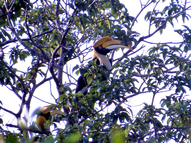 Great Hornbill