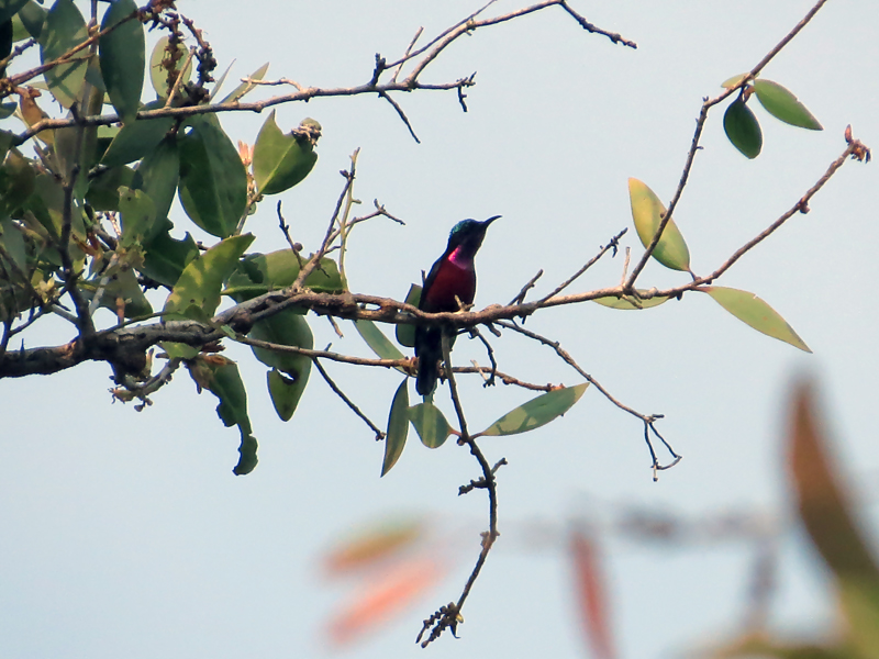 Maroon-bellied Sunbird