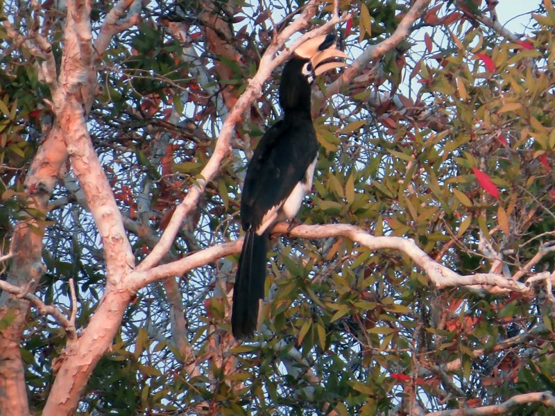 Oriental Pied Hornbill