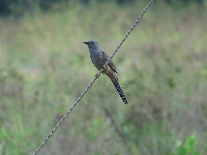 Plaintive Cuckoo