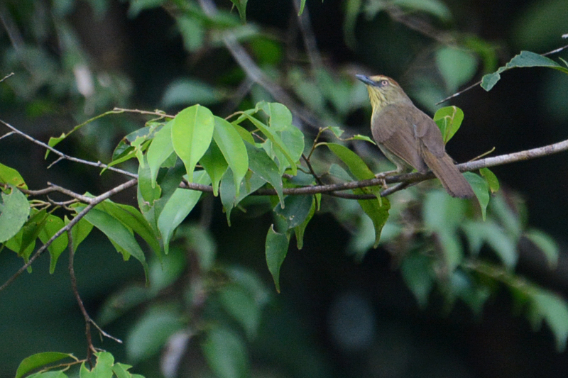 Striped Tit-babbler