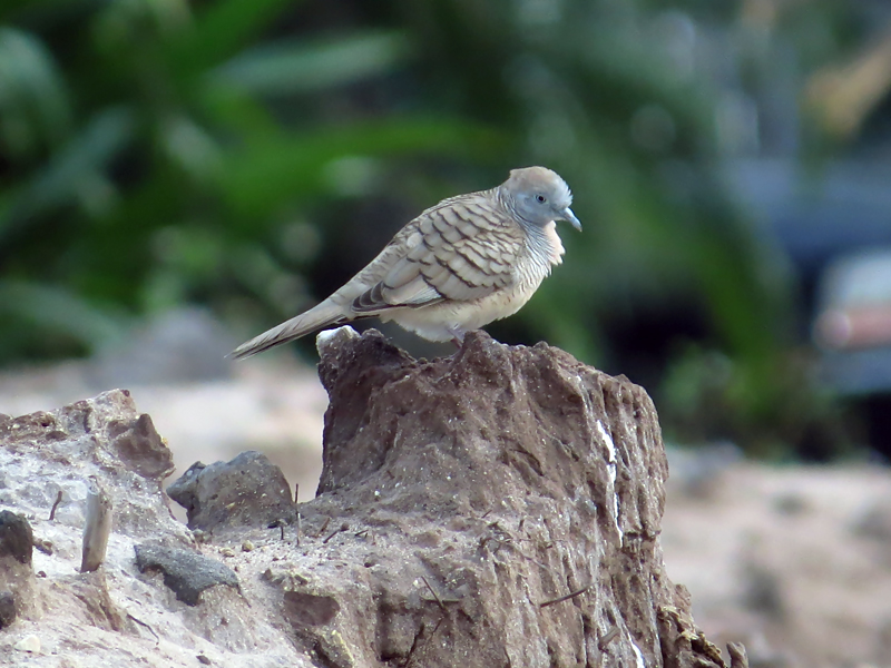 Zebra Dove