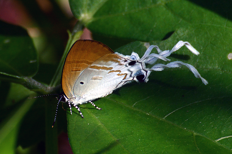 Zeltus amasa