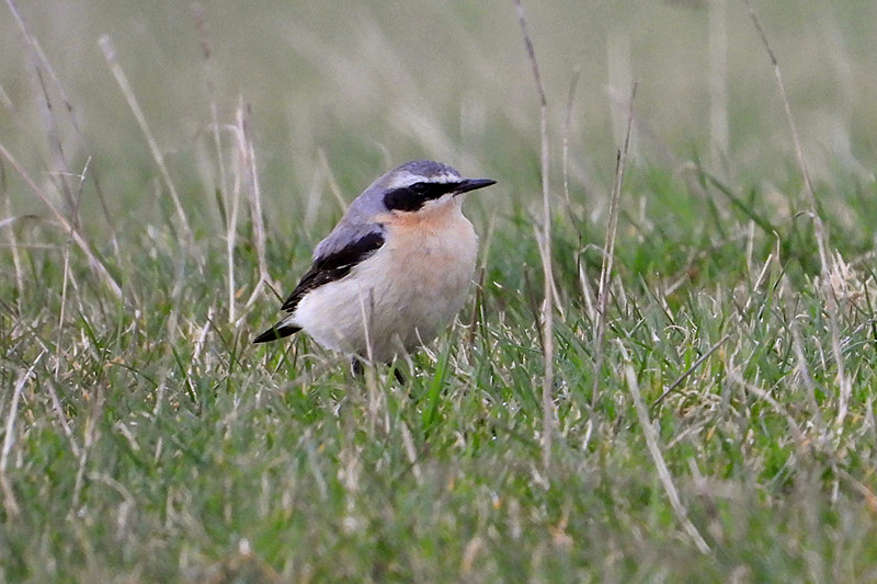 Wheatear